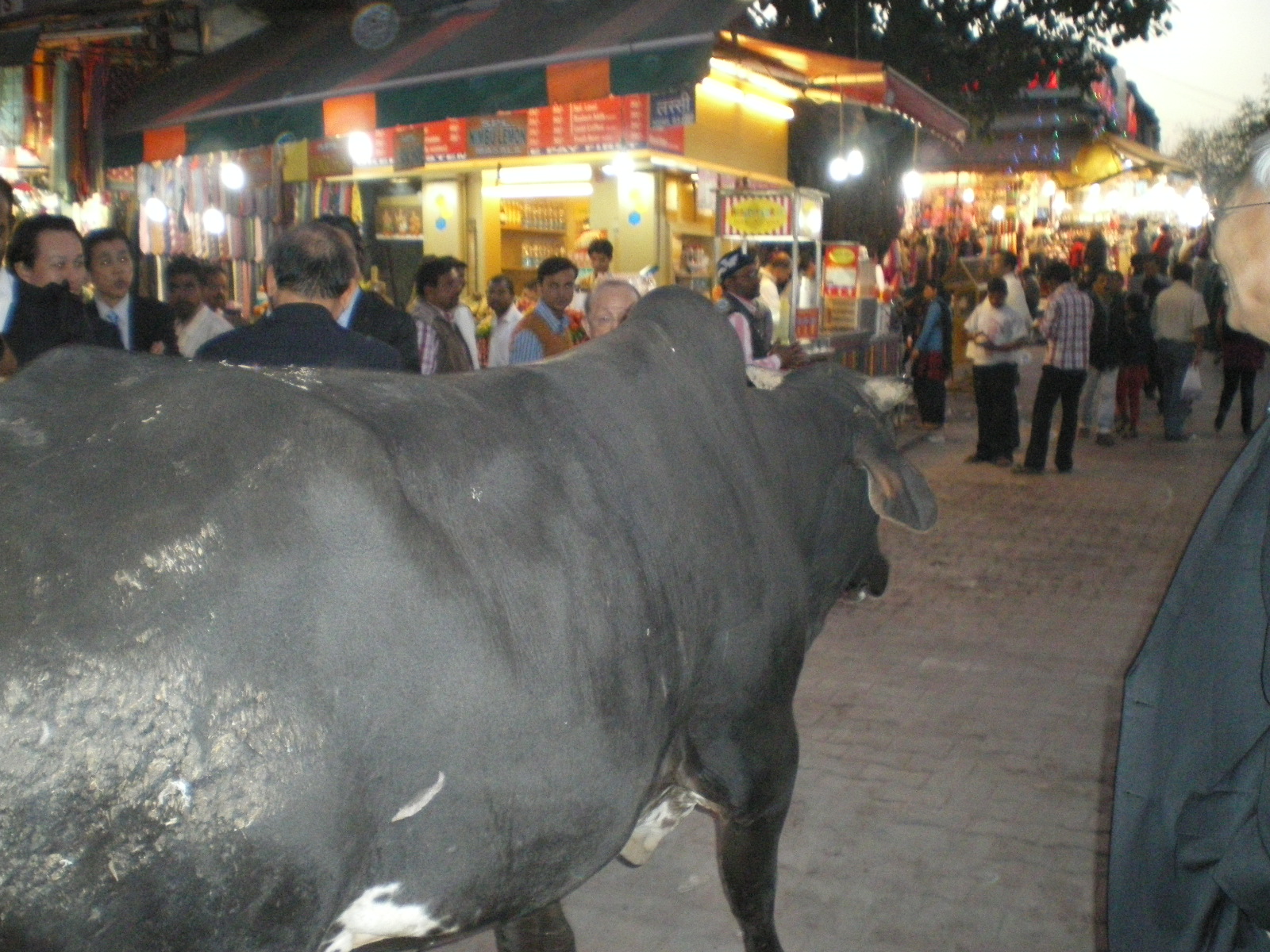 IMGP2133.JPG